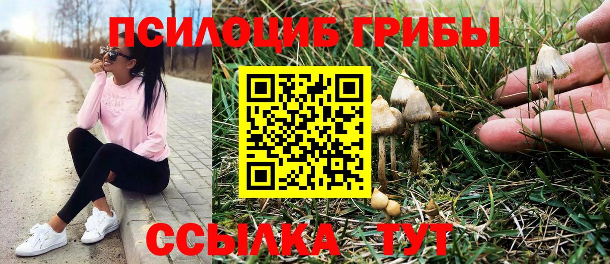 Псилоцибиновые грибы GOLDEN TEACHER  Псилоцибиновые грибы Psilocybe  Кудрово  Вход с VPN 